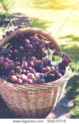 Fresh Ripe Grapes In Basket Over Natural Green Background In Sunset Light. Autamn Harvest Time.