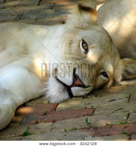 Lady Lion