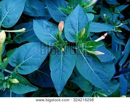 Flower Marvel Of Peru, False Jalap, Mirabilis.