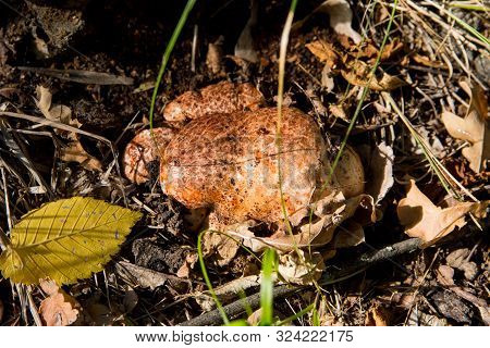 Fistulina Hepatica Mushroom. Fistulina Hepatica (beefsteak Fungus, Also Known As Beefsteak Polypore 