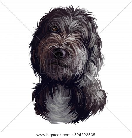 Portrait Of Lagotto Romagnolo Puppy Dog Digital Art Illustration. Water Pet Of Italian Origin, Regio