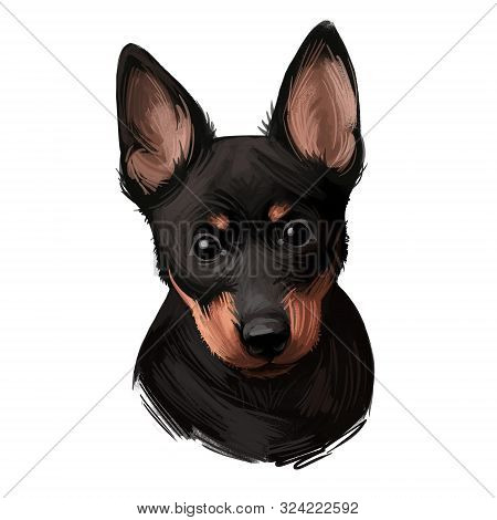 Portrait Of Lancashire Heeler Pet Digital Art Illustration. Closeup Of Pet Mammal Animal With Small 