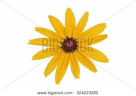 Flower Rudbeckia. Rudbeckia Close Up. Rudbeckia Isolated On White Background. Selective Focus. Soft 