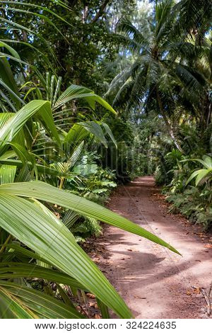 Ground Rural Road In The Middle Of Tropical Jungle, Vertucal Composition