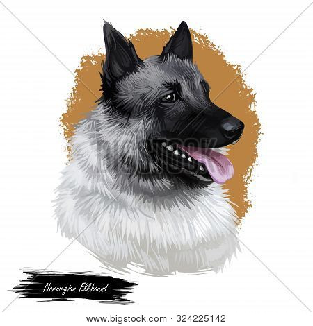 Norwegian Elkhound, Domestic Mammal Of Spitz Type Digital Art. Isolated Watercolor Portrait, Dog Ori