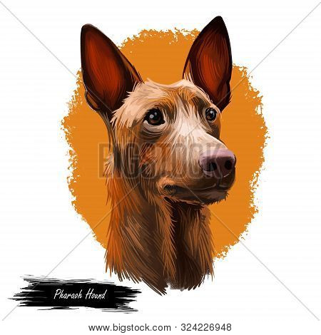Pharaoh Hound Dog Portrait Isolated On White. Digital Art Illustration Of Hand Drawn For Web, T-shir