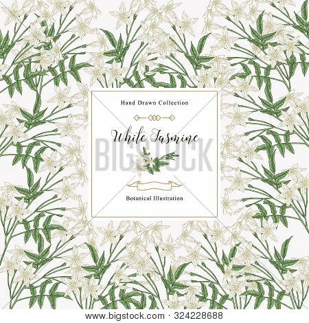 White Jasmine Background, Jasminum Officinale Flowers And Leaves. Medical Plants Hand Drawn. Vector 