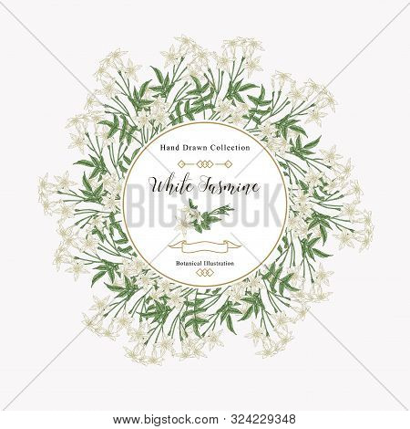 White Jasmine Background, Jasminum Officinale Flowers And Leaves. Medical Plants Hand Drawn. Vector 
