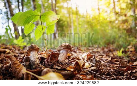 Whild Mushrooms Outdoors In The Forest In Autumn