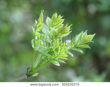 New Beginning In Spring, The Awakening Of A Tree