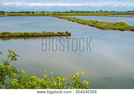 Lilleau Des Niges National Nature Reserve Of Ile De Re Island In France