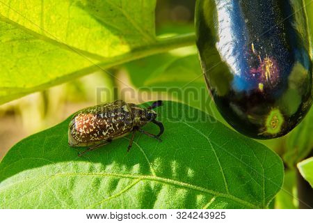 Marble Beetle On A Leaves Eggplants. Polyphylla Fullo Ordinary. Beetle Cockchafer Marble Closeup. So