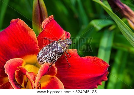 Marble Beetle On Red Flower Daylily. Polyphylla Fullo Ordinary. Beetle Cockchafer Marble Closeup. So