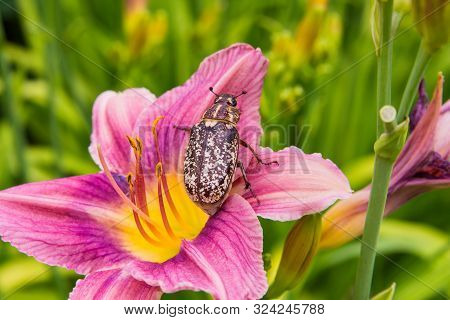 Marble Beetle On Pale Purples Flower Daylily. Polyphylla Fullo Ordinary. Beetle Cockchafer Marble Cl