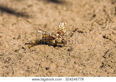 Marble Beetle On The Sand. Polyphylla Fullo Ordinary. Beetle Cockchafer Marble Closeup. Soft Selecti