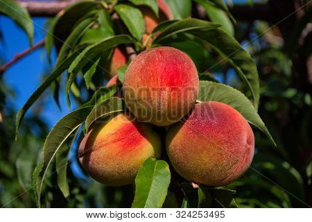 Peaches On Tree. Beautiful Peaches On Tree. Green Fruit Garden. Peaches Close Up.