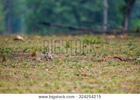 Nature Painting Or Scenery By Indian Jackal (canis Aureus Indicus) Or Himalayan Jackal Or Golden Jac