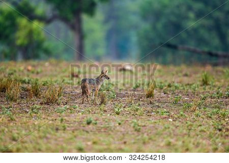 Nature Painting Or Scenery By Indian Jackal (canis Aureus Indicus) Or Himalayan Jackal Or Golden Jac