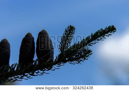 Dark Silhouette Of Alpine Abies Lasiocarpa Evergreen Coniferous Tree With Needles And Beautiful Blue