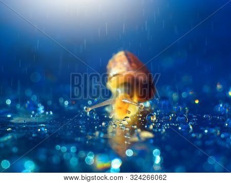 Cute Little Snails On The Mushroom. A Closeup. Beautiful Background.