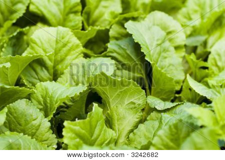 Hojas verdes