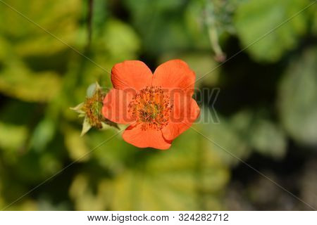 Orange Avens Feuermeer Flower - Latin Name - Geum Coccineum Feuermeer