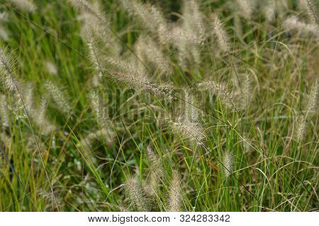 Fountain Grass Hameln - Latin Name - Cenchrus Alopecuroides Hameln (pennisetum Alopecuroides Hameln)