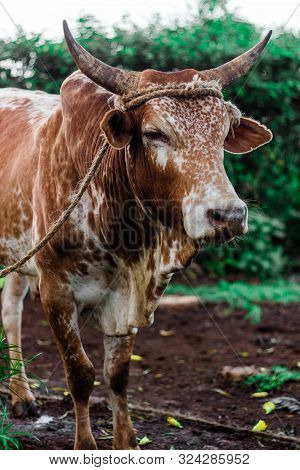 Brown Spotted Cow With Horns Grazing Half Potrait