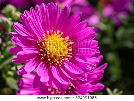 Bushy Aster (aster Dumosus), Close Up Of The Flower Head
