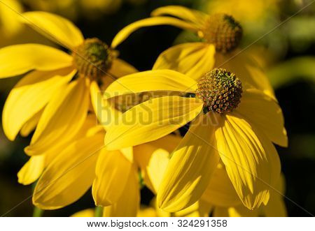 Shiny Coneflower (rudbeckia Nitida), Flowers Of Summer