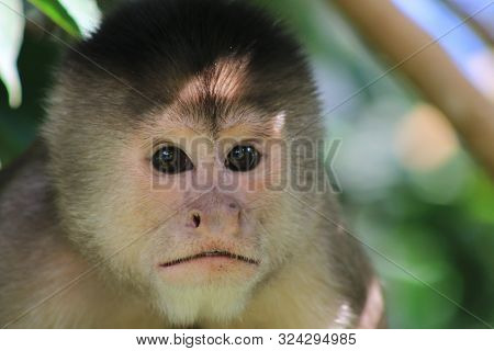 Close Up Of A Capuchin Monkey, Cebus Albifrons, Shwoing The Head