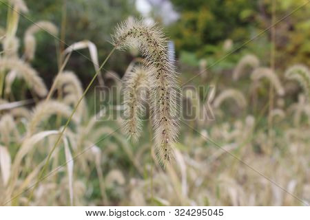 Closeup Of Reed Grass Cats Tail Plant