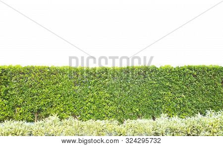 Green Tree Wall In The Garden With Green Grass On White Background. Ficus Annulata Is A Long Wall In