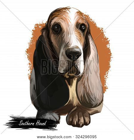 Southern Hound With Haired Coat, Purebred Animal Digital Art. Animalistic Watercolor Portrait Closeu