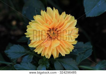 Outdoors Centered Yellow Flower Plants Green Bright