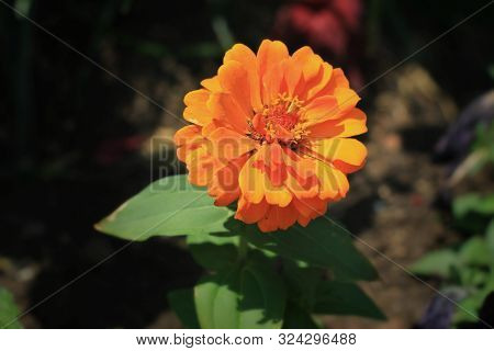 Centered Sunshine Plants And Flowers Outdoors Orange