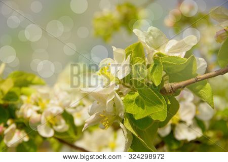 Apple Tree Branch With White Flowers On A Light Background.