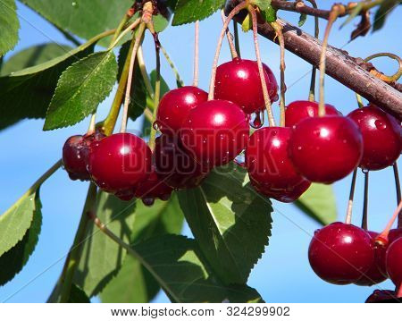 Red Cherry Ripened On The Branches Of A Tree Among The Green Foliage.