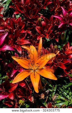 Blooming Beautiful Lily Flowers As A Floral Background