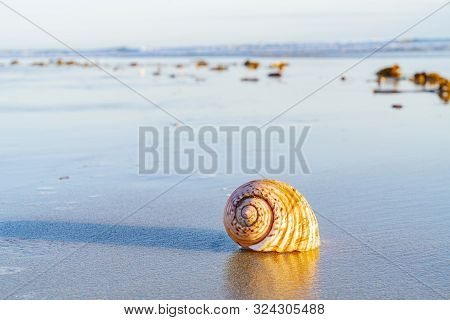 Large Seashell And Washed Up Kelp On Sand With Beach And Sea Background At Papamoa Tauranga, New Zea