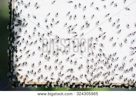 A Swarm Of Flying Ants Gather On A White Background