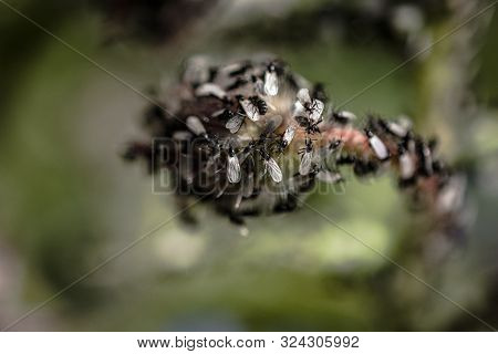A Swarm Of Flying Ants Gather On A Floral Plant