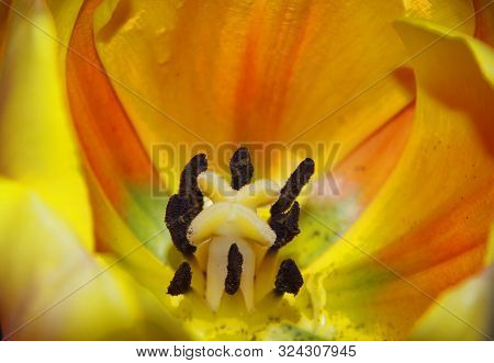 Yellow Tulip Flower Closeup Of Stamens And Pistil And Pollen.