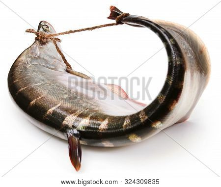 Giant Bronze Featherback Of Indian Subcontinent Over White Background