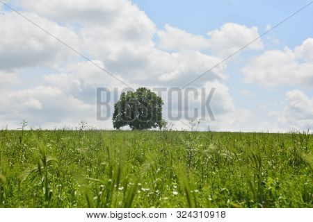 Landscape Field With Distant Mountain Smayilli Azerbaijan