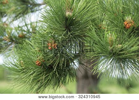 Pine Cone In Lush Green Tree Outdoor