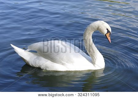 A White Swan Swims In The Blue Water Of A Lake.