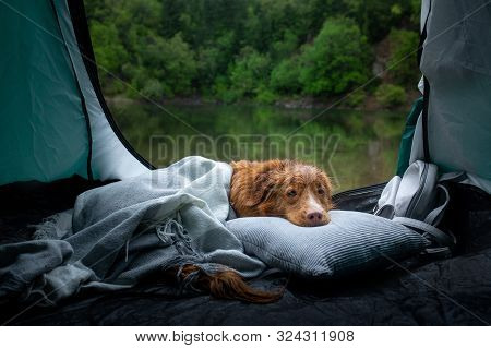 Dog In A Tent At The Rain. Nova Scotia Duck Tolling Retriever In The Camp. Pet Travel, Toller