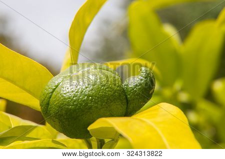 Green Unripe Orange At Tree With Lateral Excrescence Growing At Tree