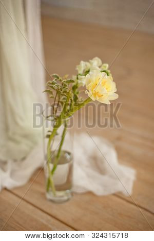 Branch Of Blooming White Peony Tulip Mattiola Branch In A Glass Vase On The Wooden Light Floor Indoo